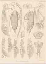Afbeeldingsresultaten voor "spinocalanus Magnus". Grootte: 150 x 208. Bron: www.marinespecies.org