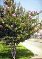 Image result for "tuscarora Bisternaria". Size: 150 x 208. Source: beechwoodlandscape.blogspot.com