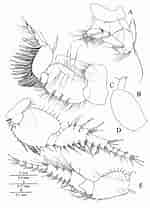 Image result for "bathyporeia Pelagica". Size: 150 x 208. Source: www.researchgate.net