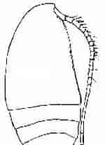 Image result for "acrocalanus Gracilis". Size: 107 x 208. Source: copepodes.obs-banyuls.fr