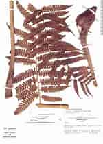 Afbeeldingsresultaten voor Aetideus divergens Geslacht. Grootte: 150 x 210. Bron: plantidtools.fieldmuseum.org