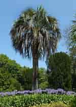 Image result for Small Palm Plant Butia capitata. Size: 150 x 210. Source: www.palmerasyjardines.com