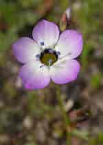 Image result for "gilia Reticulata". Size: 150 x 210. Source: gobotany.newenglandwild.org