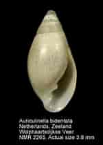 Image result for Auriculinella. Size: 150 x 210. Source: www.marinespecies.org