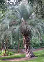 Image result for Small Palm Plant Butia capitata. Size: 150 x 210. Source: sowexotic.com