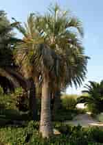 Afbeeldingsresultaten voor Small Palm Plant Butia capitata. Grootte: 150 x 212. Bron: jardinage.ooreka.fr
