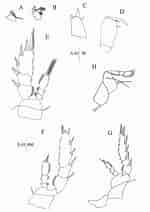 Afbeeldingsresultaten voor Corycaeus crassiusculus Klasse. Grootte: 150 x 212. Bron: www.researchgate.net