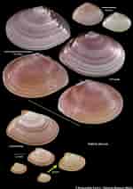 Image result for "tellina Tenuis". Size: 150 x 212. Source: naturalhistory.museumwales.ac.uk