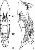 Image result for "microsetella Norvegica". Size: 150 x 212. Source: www.researchgate.net