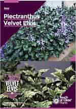 Image result for Velvet Elvis Plants. Size: 150 x 213. Source: www.dawsonsgardenworld.com.au