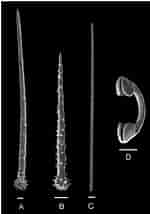 Afbeeldingsresultaten voor "hymedesmia Pilata". Grootte: 150 x 214. Bron: www.researchgate.net