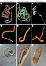 Image result for Tubulanus capistratus. Size: 150 x 214. Source: www.researchgate.net