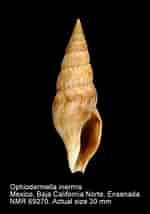 Image result for Ophiodermella inermis. Size: 150 x 214. Source: www.marinespecies.org