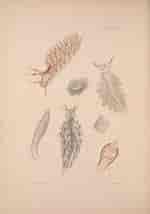 Image result for "eubranchus Pallidus". Size: 150 x 214. Source: alchetron.com