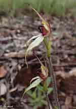 Image result for "macrostylis Spinifera". Size: 150 x 214. Source: davesgarden.com