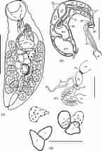Afbeeldingsresultaten voor "pterocyrtidium Dogieli". Grootte: 146 x 216. Bron: www.researchgate.net