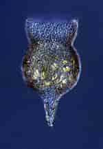 Image result for "codonella Amphorella". Size: 150 x 217. Source: fineartamerica.com