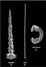 Afbeeldingsresultaten voor "hymedesmia Pilata". Grootte: 150 x 217. Bron: www.researchgate.net