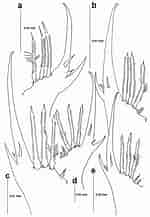 Image result for "epixanthus Frontalis". Size: 150 x 217. Source: www.researchgate.net