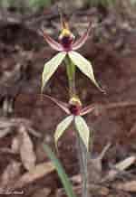 Image result for "macrostylis Spinifera". Size: 150 x 218. Source: davesgarden.com