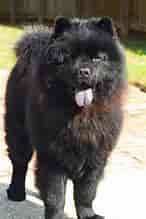 Image result for Chow Chow. Size: 146 x 219. Source: www.dailypaws.com