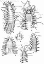 Afbeeldingsresultaten voor Syllidae Anatomie. Grootte: 150 x 220. Bron: zookeys.pensoft.net