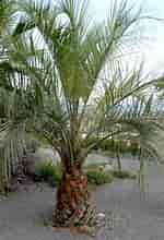 Afbeeldingsresultaten voor Small Palm Plant Butia capitata. Grootte: 150 x 220. Bron: jardinage.ooreka.fr