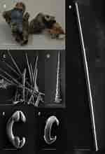 Afbeeldingsresultaten voor "hymedesmia Pilata". Grootte: 150 x 220. Bron: www.researchgate.net