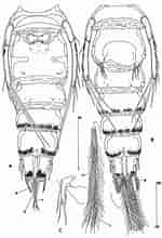 Afbeeldingsresultaten voor Clytemnestra scutellata. Grootte: 150 x 220. Bron: copepodes.obs-banyuls.fr