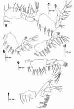 Image result for "epixanthus Frontalis". Size: 150 x 221. Source: www.researchgate.net