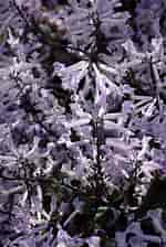 Image result for Velvet Elvis Plants. Size: 150 x 224. Source: plants.thegrowingplace.com