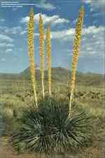 Tamaño de Resultado de imágenes de Desert Spoon Plant.: 150 x 224. Fuente: davesgarden.com