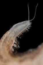 Image result for "sthenelais Boa". Size: 150 x 225. Source: micksmarinelife.blogspot.com