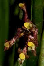 Image result for Leptostylis ampullacea Geslacht. Size: 150 x 225. Source: orchidofsumatra.blogspot.com