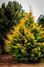 Image result for Cypress Trees. Size: 150 x 225. Source: www.pinterest.com