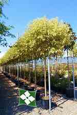 Tamaño de Resultado de imágenes de Ligustrum Tree.: 150 x 225. Fuente: gardennplantation.blogspot.com