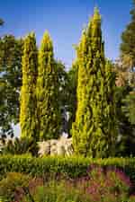Image result for Cypress Trees. Size: 150 x 225. Source: www.thetreecenter.com
