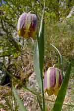Image result for "fritillaria Gracilis". Size: 150 x 225. Source: eol.org