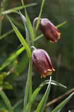 Image result for "fritillaria Gracilis". Size: 150 x 225. Source: floraionica.univie.ac.at