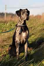 Image result for Grand danois. Size: 150 x 225. Source: www.hundegalleri.dk