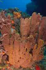 Image result for "topsentia Ophiraphidites". Size: 150 x 225. Source: www.naturalista.mx