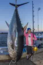 Afbeeldingsresultaten voor Grootste tonijn. Grootte: 150 x 225. Bron: ar.inspiredpencil.com