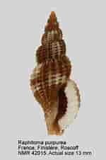 Image result for "raphitoma Purpurea". Size: 150 x 226. Source: www.nmr-pics.nl