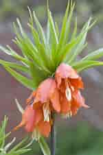 Image result for "fritillaria Sargassi". Size: 150 x 226. Source: my.chicagobotanic.org