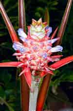 Image result for "leucandra Ananas". Size: 150 x 226. Source: www.monaconatureencyclopedia.com