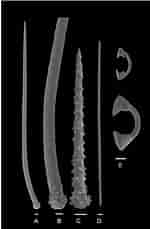 Afbeeldingsresultaten voor "hymedesmia Pilata". Grootte: 150 x 229. Bron: www.researchgate.net
