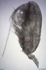 Image result for "clausocalanus Furcatus". Size: 150 x 229. Source: scripps.ucsd.edu