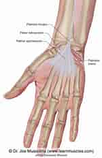 Image result for "pontellopsis Brevis". Size: 150 x 232. Source: learnmuscles.com