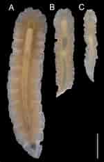 Image result for Prosthiostomidae. Size: 150 x 233. Source: zookeys.pensoft.net