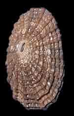 Image result for "diodora Graeca". Size: 150 x 234. Source: www.gastropods.com